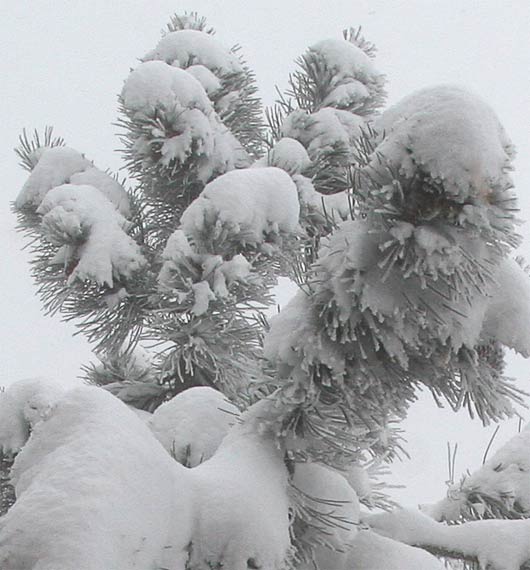 snowy tree