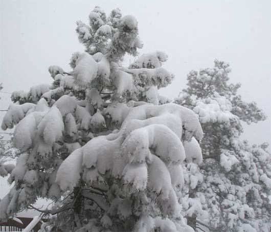 snowy tree